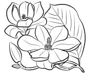 Coloriage Les grandes fleurs de Magnolia