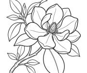 Coloriage Magnifique fleur de Magnolia