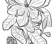 Coloriage Magnolia &agrave; grandes fleurs