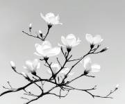 Coloriage Magnolia avec des fleurs adorables