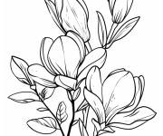 Coloriage Magnolia avec les fleurs et le tige