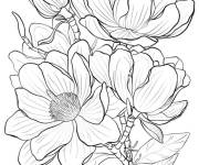 Coloriage Magnolia Campellii