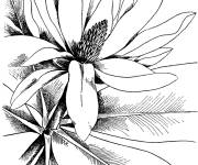 Coloriage Magnolia coloriable