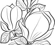 Coloriage Magnolia d'Asie
