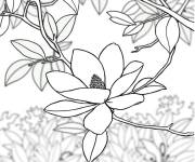 Coloriage Magnolia dans l'arbre