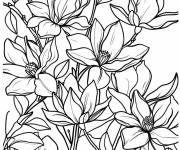 Coloriage Magnolia dans la nature