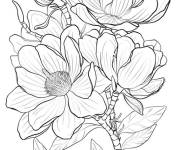 Coloriage Magnolia de l'Am&eacute;rique