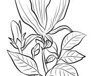 Coloriage Magnolia de Soulange