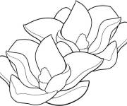 Coloriage Magnolia d&eacute;taill&eacute; cp