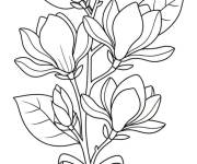 Coloriage Magnolia en noeud