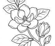 Coloriage Magnolia en noir et blanc
