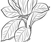 Coloriage Magnolia et la fleur en violet