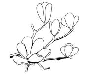 Coloriage et dessins gratuit Magnolia facile à imprimer