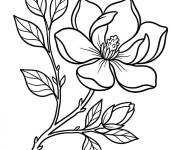 Coloriage Magnolia fleurie