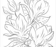 Coloriage Magnolia haut qualit&eacute;