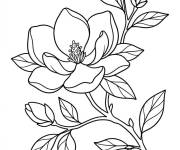 Coloriage Magnolia imprimable