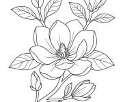 Coloriage Magnolia pour enfants
