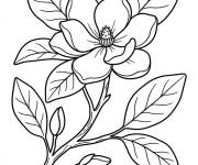 Coloriage Magnolia pour maternelle