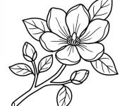 Coloriage Magnolia sans motif