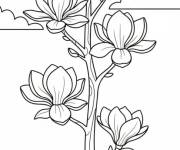 Coloriage Magnolia sous le soleil