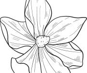 Coloriage Mod&egrave;le de la Fleur de magnolia