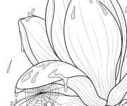 Coloriage Net d'araign&eacute;e sur la fleur Magnolia