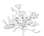 Coloriage Oiseau et plante de Magnolia