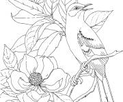Coloriage Oiseau Moqueur et fleur magnolia
