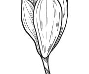 Coloriage et dessins gratuit P&eacute;tale de la Fleur de magnolia commence a s'ouvrir à imprimer