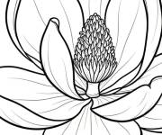 Coloriage P&eacute;tales ouvertes de Magnolia