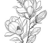 Coloriage Plante Magnolia aux  magnifiques fleurs