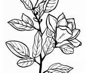 Coloriage Plante Magnolia pour enfants