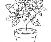 Coloriage Pot de Magnolia fleuri