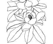 Coloriage Simple Magnolia