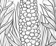 Coloriage Activit&eacute;s ma&iuml;s pr&eacute;scolaire