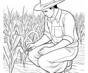 Coloriage Agriculteur cueillant du ma&iuml;s pour maternell