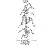 Coloriage et dessins gratuit Arbre Ma&iuml;s à imprimer