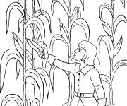 Coloriage Champ d'&eacute;normes Ma&iuml;s