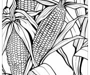Coloriage Champ de ma&iuml;s pour les jeunes