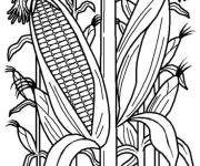 Coloriage Champs de Ma&iuml;s