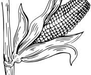 Coloriage Cob de ma&iuml;s en balle