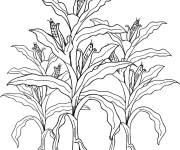 Coloriage Des plantes g&eacute;antes de Ma&iuml;s