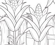 Coloriage Deux tiges de Ma&iuml;s plant&eacute; dans le jardin