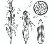 Coloriage Du Ma&iuml;s au Popcorn