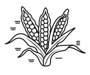 Coloriage Du Ma&iuml;s indiens sans motifs