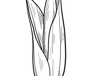 Coloriage &Eacute;pi de ma&iuml;s fiche