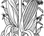 Coloriage Epis de Ma&iuml;s commencent &agrave; ouvrir