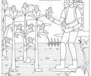 Coloriage Gar&ccedil;on r&eacute;coltant du ma&iuml;s