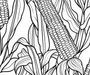 Coloriage Illustration de ma&iuml;s am&eacute;ricain