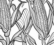 Coloriage Illustration de ma&iuml;s identiques